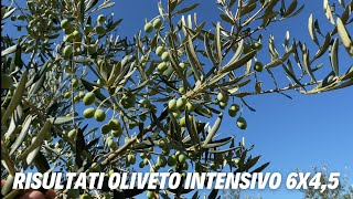 Potatura di rinnovo in oliveto intensivo risultati [upl. by Auberta]