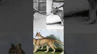 Thylacine The Haunting Mystery of The Tasmanian Tiger [upl. by Namwob]