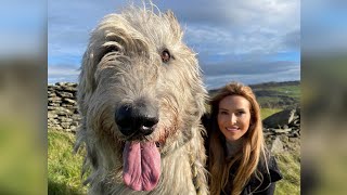 WOLF KILLERS  THE IRISH WOLFHOUND  Deadly or pet [upl. by Trebliw468]