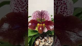 Paphiopedilum Enzan Kitty [upl. by Fessuoy164]