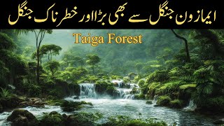 Taiga Forest  Amazon Jungle VS Taiga Jungle  HindiHindi [upl. by Eirret799]