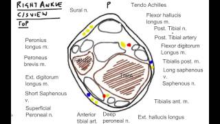 Brainstormer 5 Ankle block Part 2 [upl. by Annawd]