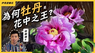 【花中之王，牡丹花】牡丹花號稱花王，碩大的花朵，多變的姿態，都是王者風範，在台灣我們是很難將牡丹花種到開花的。牡丹花到底有多難種為何這麼有魅力，我們一起來看看吧。＃伊恩愛種花＃牡丹花 [upl. by Suzanne888]