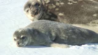 Weddel Seal Pups [upl. by Elleinaj]