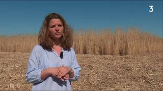 Ariège  le miscanthus une alternative écologique et durable au bois de chauffage [upl. by Alleda]