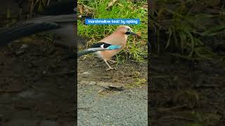 The Eurasian Jay is a Smart Bird shorts [upl. by Bender515]