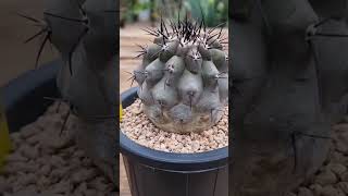 빛나는TV Copiapoa cinerea 흑왕환 [upl. by Gnet853]