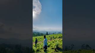 Bellwood 360° view point Sri Lanka [upl. by Etnohs859]