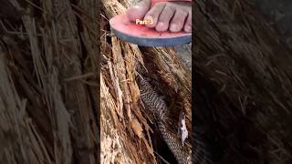 rescue work is underway to rescue the snake from the tree hole Part3 snakes coconuttree [upl. by Narik]