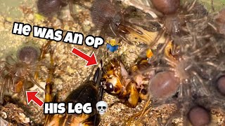 These baby Tarantulas hunt like piranha 😱🤯 MUST WATCH [upl. by Ynwat]