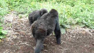 Chest beating and ground thumping by mountain gorillas [upl. by Annadroj620]