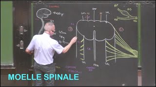 Anatomie  le tronc cérébral  les origines des nerfs crâniens  cours de 2 éme année médecine [upl. by Etna]