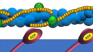 Muscular System Sliding Filament Theory [upl. by Camm]