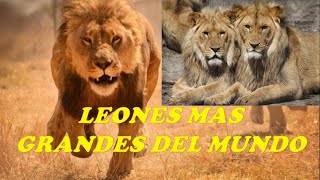 LEONES mas grandes del MUNDO [upl. by Rutter31]