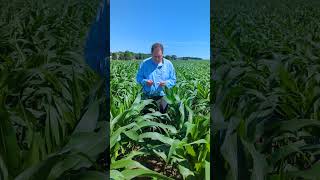 Week2 documentation of a mixed cover crop interseeded into corn near the Dodge Co FairgroundsWisc [upl. by Garnett]