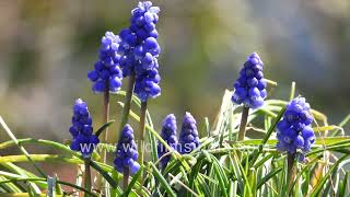 Grape Hyacinth Muscari armeniacum  Spring flower at wildfilmsindia botanical garden in Himalaya [upl. by Haleemak]