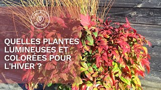 🧡 Vous cherchez des plantes pour illuminer et colorer votre hiver [upl. by Yetah]