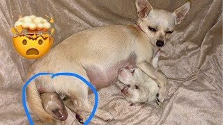 Puppys being born cutest thing you will ever see [upl. by Ayetal392]