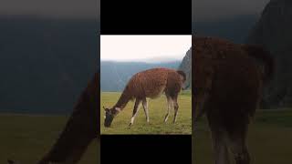 Machu Picchu A Virtual Tour of Peru’s Mysterious Inca Ruins traveltourismworldtravel traveling [upl. by Fredkin]