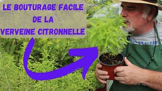 ASTUCES pour REUSSIR à Coup Sûr le BOUTURAGE de la Verveine Citronnelle [upl. by Merrily]