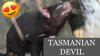 TASMANIAN DEVIL RUNNING AROUND [upl. by Enyrat684]