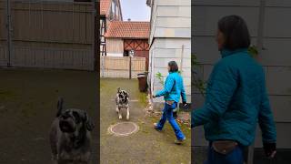 Ablenkungsreiz im Training war zu stark hundetraining schnauzer [upl. by Rains]