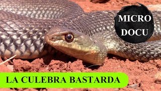 MicroDocu  La culebra bastarda Malpolon monspessulanus  P Ibérica y África  parte I [upl. by Odraleba]