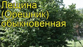 Лещина обыкновенная Краткий обзор описание характеристик где купить саженцы крупномеры [upl. by Athal141]