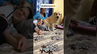 Jealousy 😂  labra rubi  youtubeshorts shorts labrador dog funny cute emotional trending [upl. by Nyllewell]