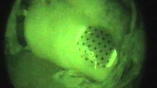 SAM Chest Seal Application Under Night Visionavi [upl. by Themis798]