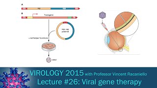 Virology 2015 Lecture 26 Viral gene therapy [upl. by Eilrahs18]