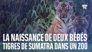 Deux bébés tigres de Sumatra sont nés dans un zoo au RoyaumeUni [upl. by Olaf912]