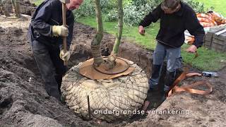 TuinmeestersSteeneiken planten in Wouw [upl. by Atniuq]