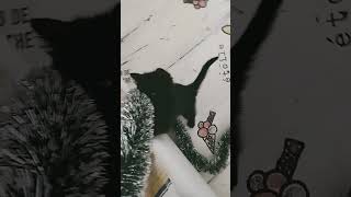 Моето коте танцува ❤️🐱danceMy cat is dancing ❤️🐱 [upl. by Yentnuoc717]