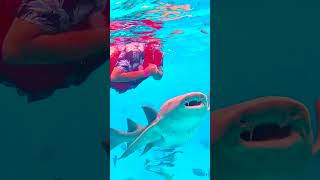 Snorkeling in Maldives snorkeling maldives oceanlife ocean shark travel [upl. by Ahsya]