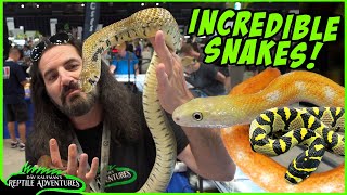 AMAZING SNAKES AT THE DAYTONA REPTILE EXPO Best Colubrids [upl. by Alegre]