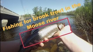 Brook Trout Fishing  Moose River [upl. by Ary]