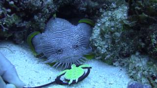 Splendid toadfish [upl. by Vincent]