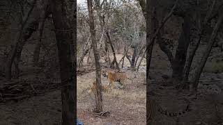 Tiger Mating ranthambore short [upl. by Batha]