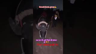 Bonchi jhota group youtubeshorts jhottarace newmusic music automobile jhotarcae farming [upl. by Dnalyaw]