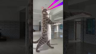 Billi bole meow meow cute cat short song music [upl. by Harald]