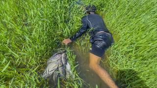 Pesca y cocina fuera del rio en pequeñas charcas encontramos muchísimos guapotes y tilapias [upl. by Machos]