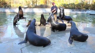 Tierpark Hellabrunn München Fütterung Mähnenrobben [upl. by Euqinahc]