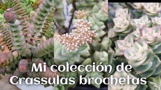 Crassula perforata  Crassula marnierianaCrassula tom y más cuidadostrasplante El jardín de Mary🌺 [upl. by Nirag]