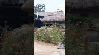 Thatched House 🏠 Village trip culture [upl. by Ailerua]