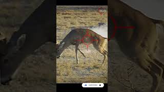 Why I Don’t Hunt With 65 Creedmoor scopecam deerhunting bigbuck shorts viral gunops reddot [upl. by Inalel]