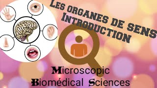 Histologie des organes de sens [upl. by Nnylidnarb]