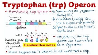 Trp Operon  Principle and Mechanism [upl. by Aihseyt]