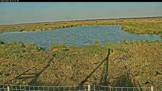 Attwater Prairie Chicken NWR Live Stream [upl. by Arutek]