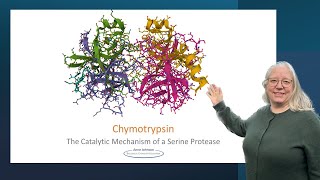 Chymotrypsin the catalytic mechanism of a serine protease [upl. by Aisa866]